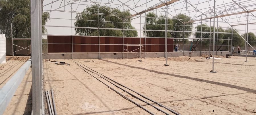 Commercial greenhouse plants