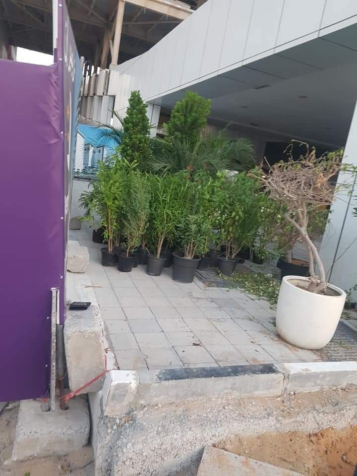 Potted Plants